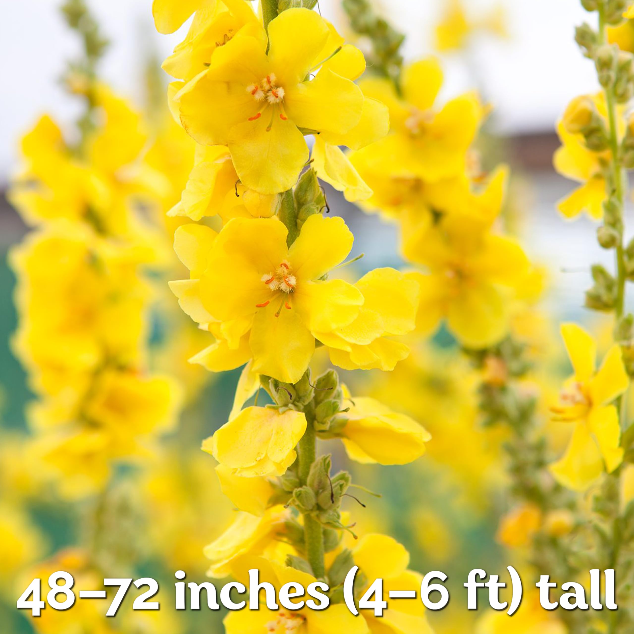 KVITER mature mullein plant growing tall in a garden bed.