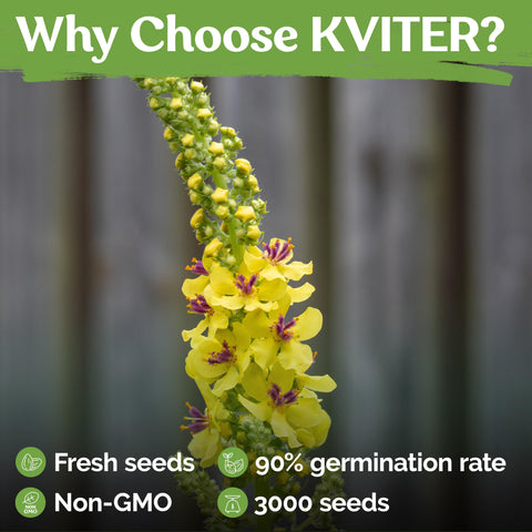 KVITER mullein flowers in bright yellow bloom, a focal garden feature.