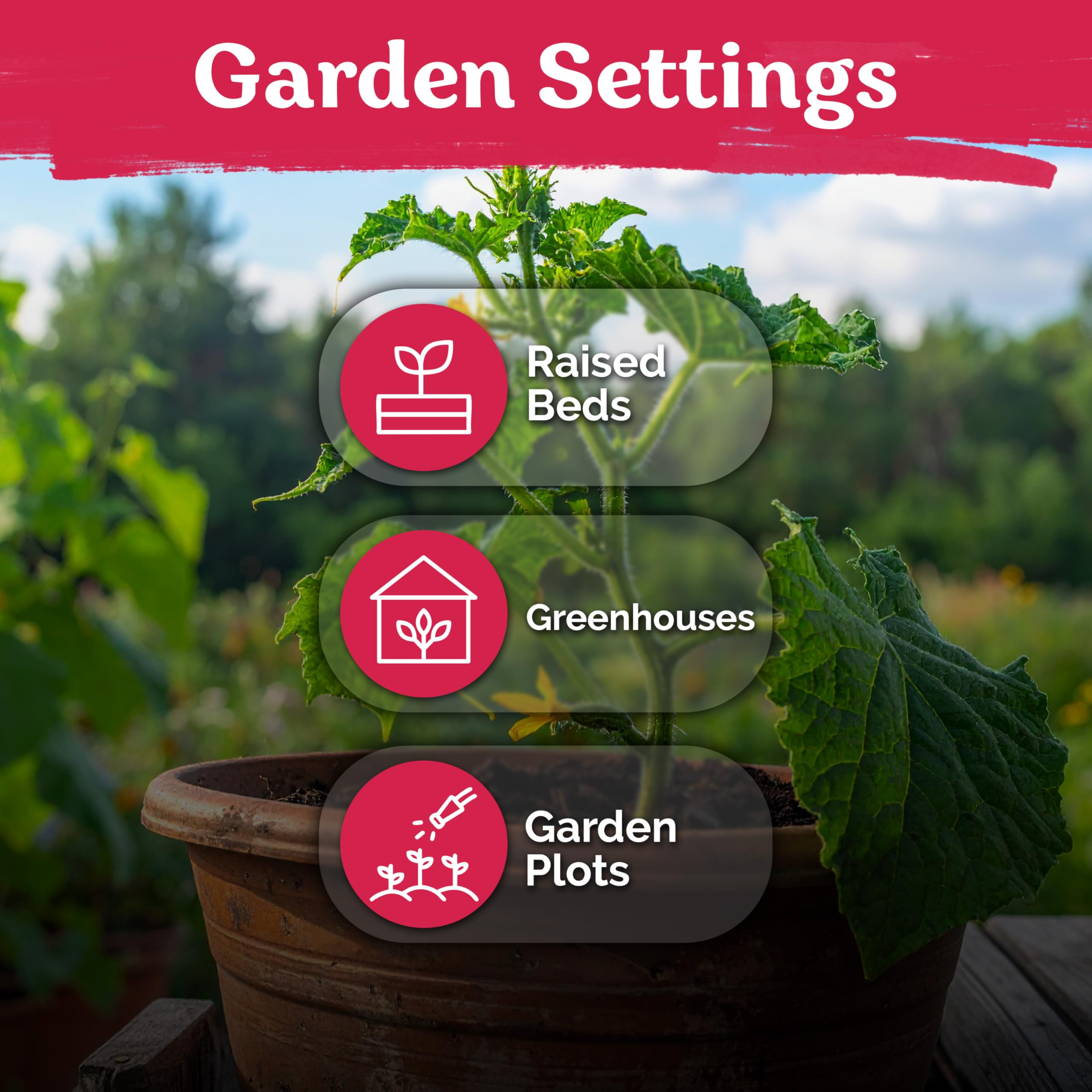 KVITER organic cucumber seeds bag highlights non-GMO and easy gardening