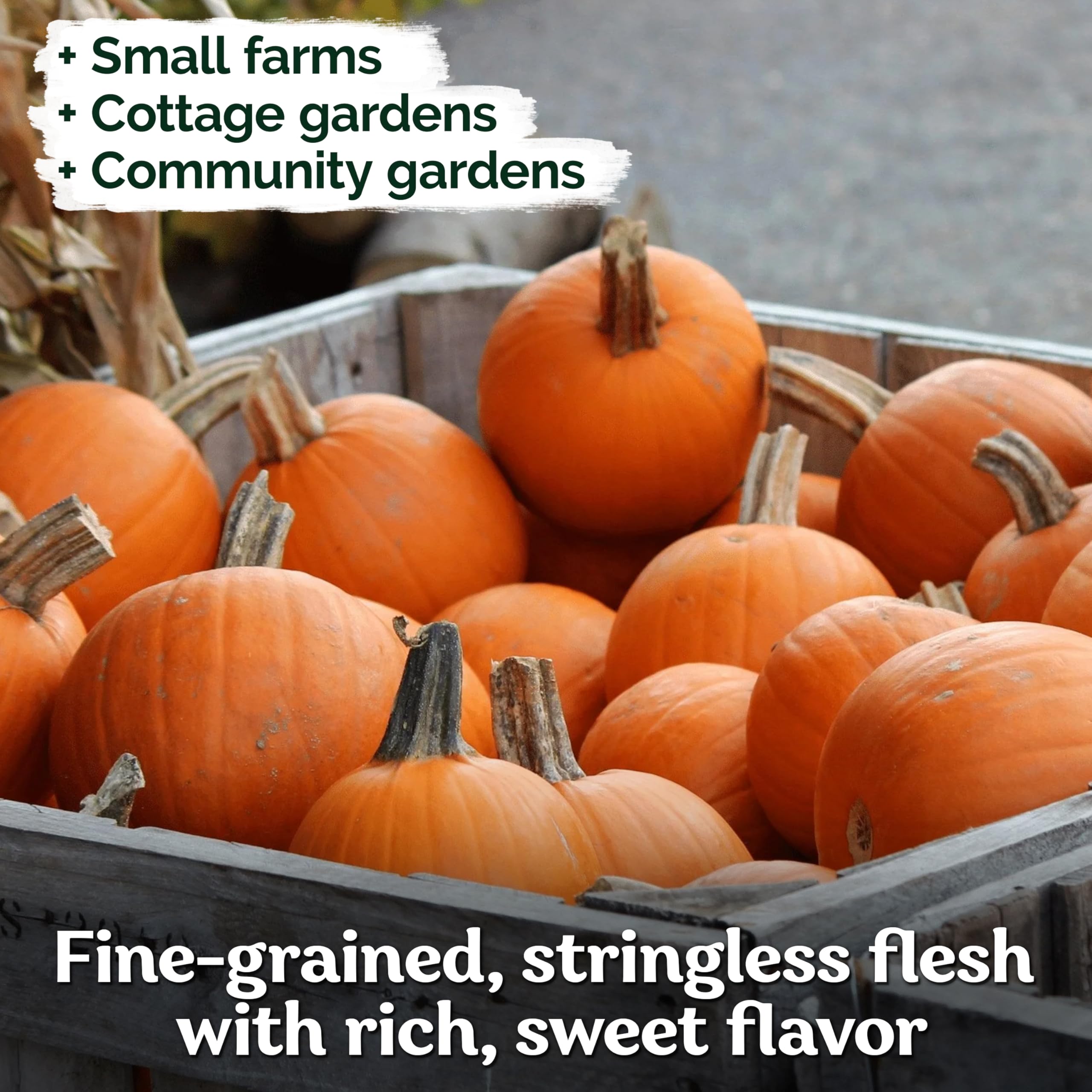 KVITER organic pumpkin seeds ideal for home canning and baking.