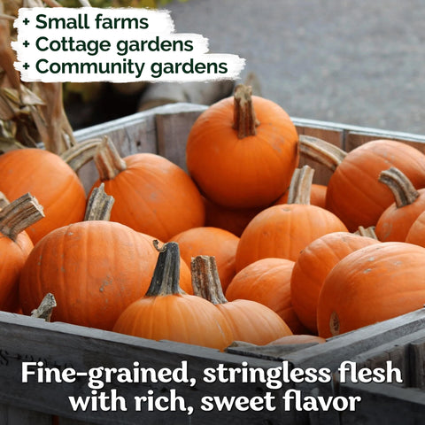 KVITER organic pumpkin seeds ideal for home canning and baking.
