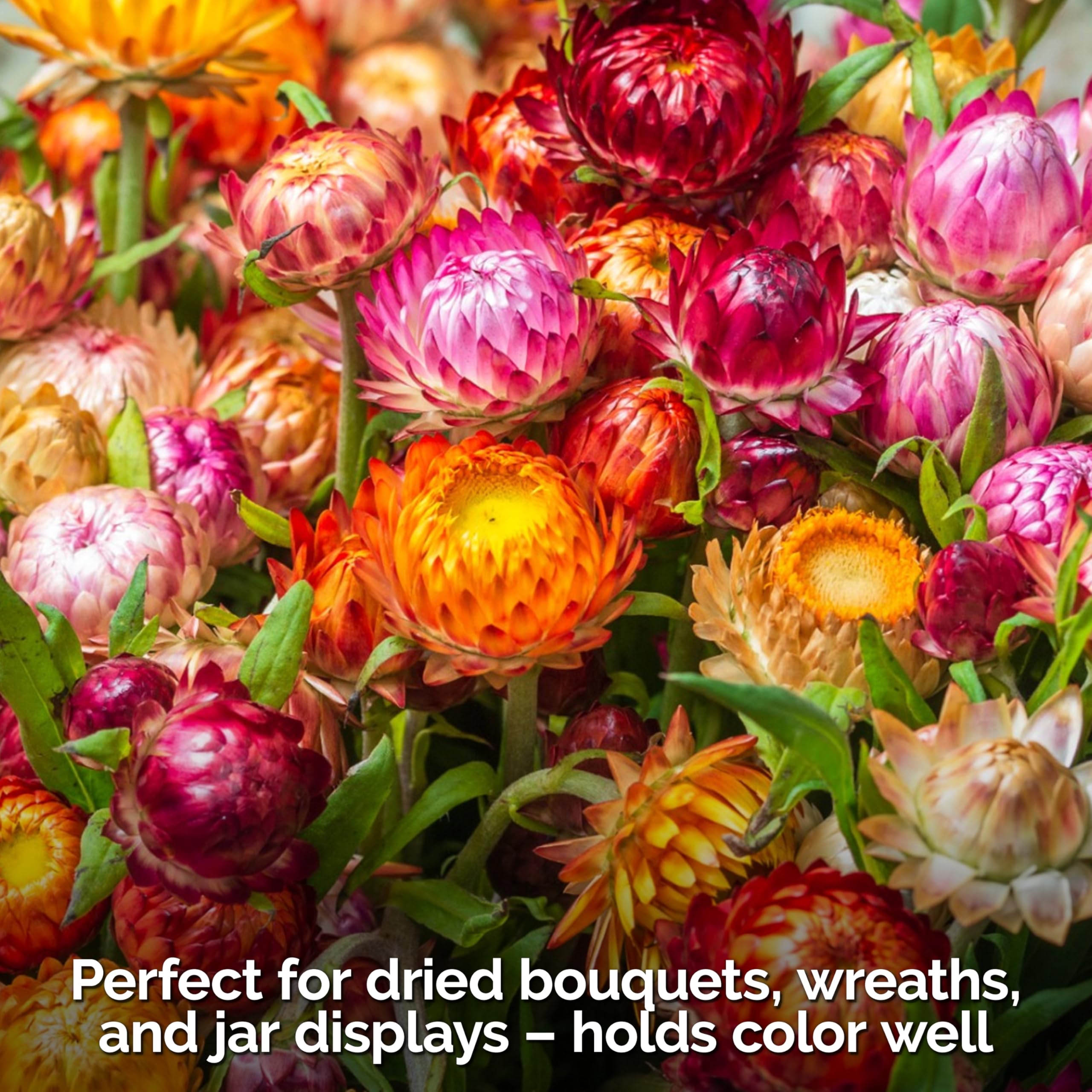 KVITER 30-inch strawflowers provide long-lasting color in pots or garden beds.