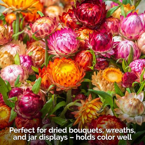 KVITER 30-inch strawflowers provide long-lasting color in pots or garden beds.