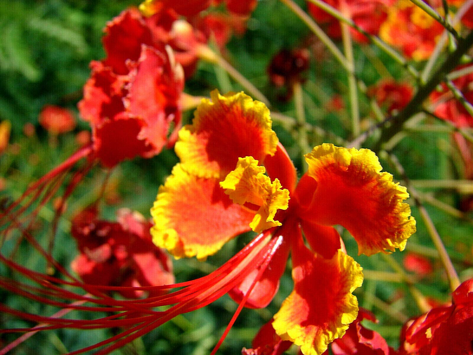 KVITER Peacock flower blooms in bright clusters for focal points.