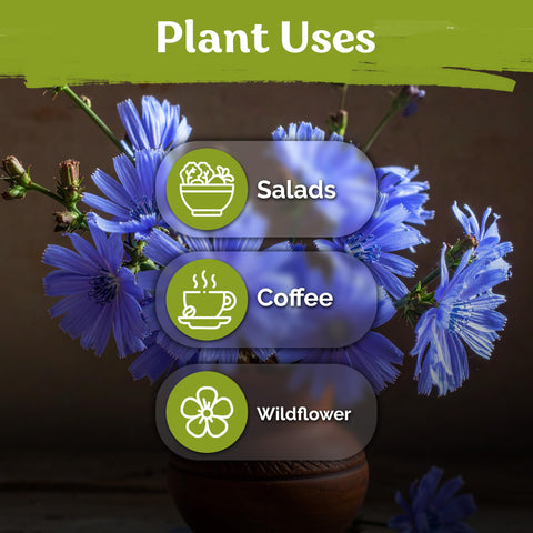 KVITER tall perennial chicory supports pollinators while brightening borders.