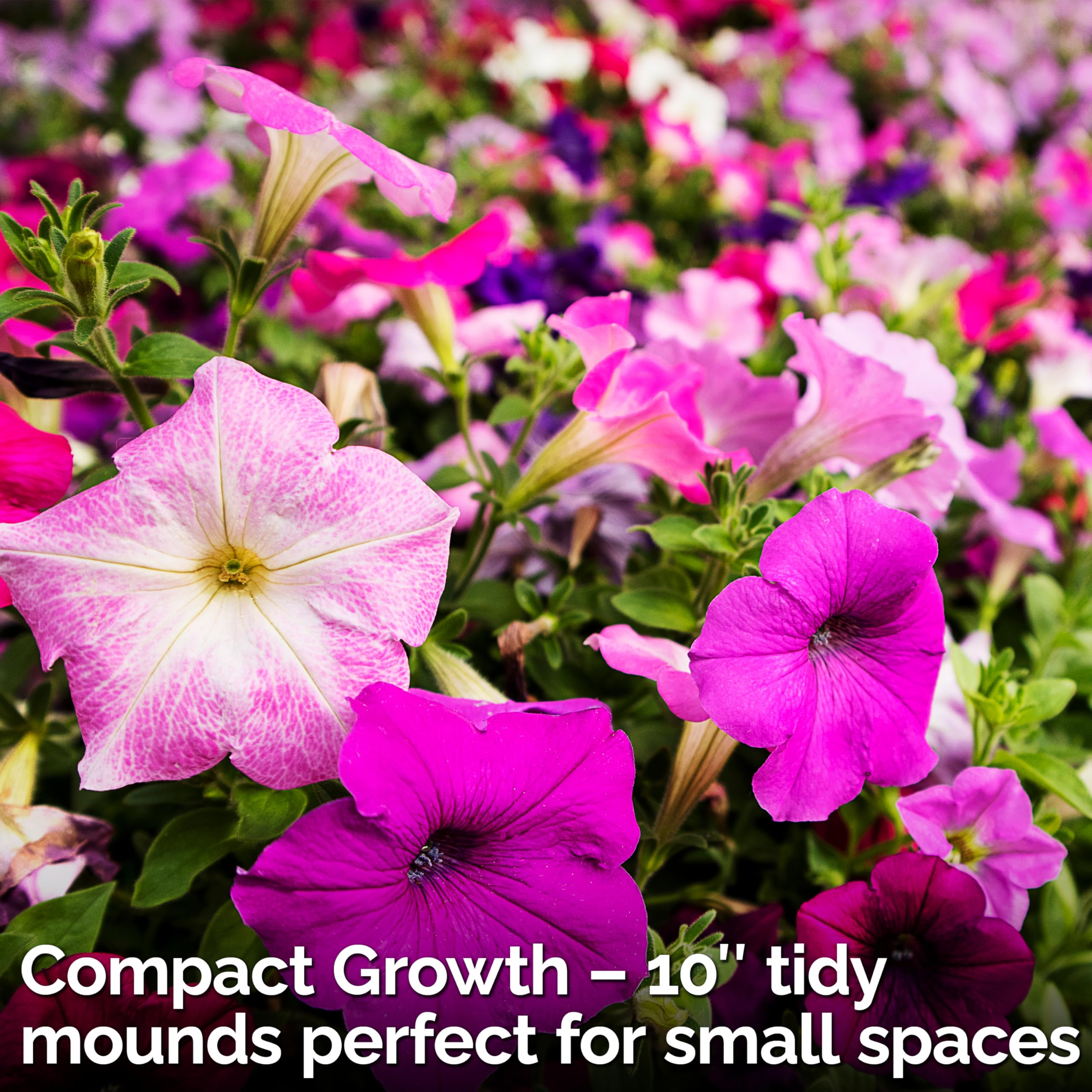 KVITER petunia blooms offering season-long color across a garden bed