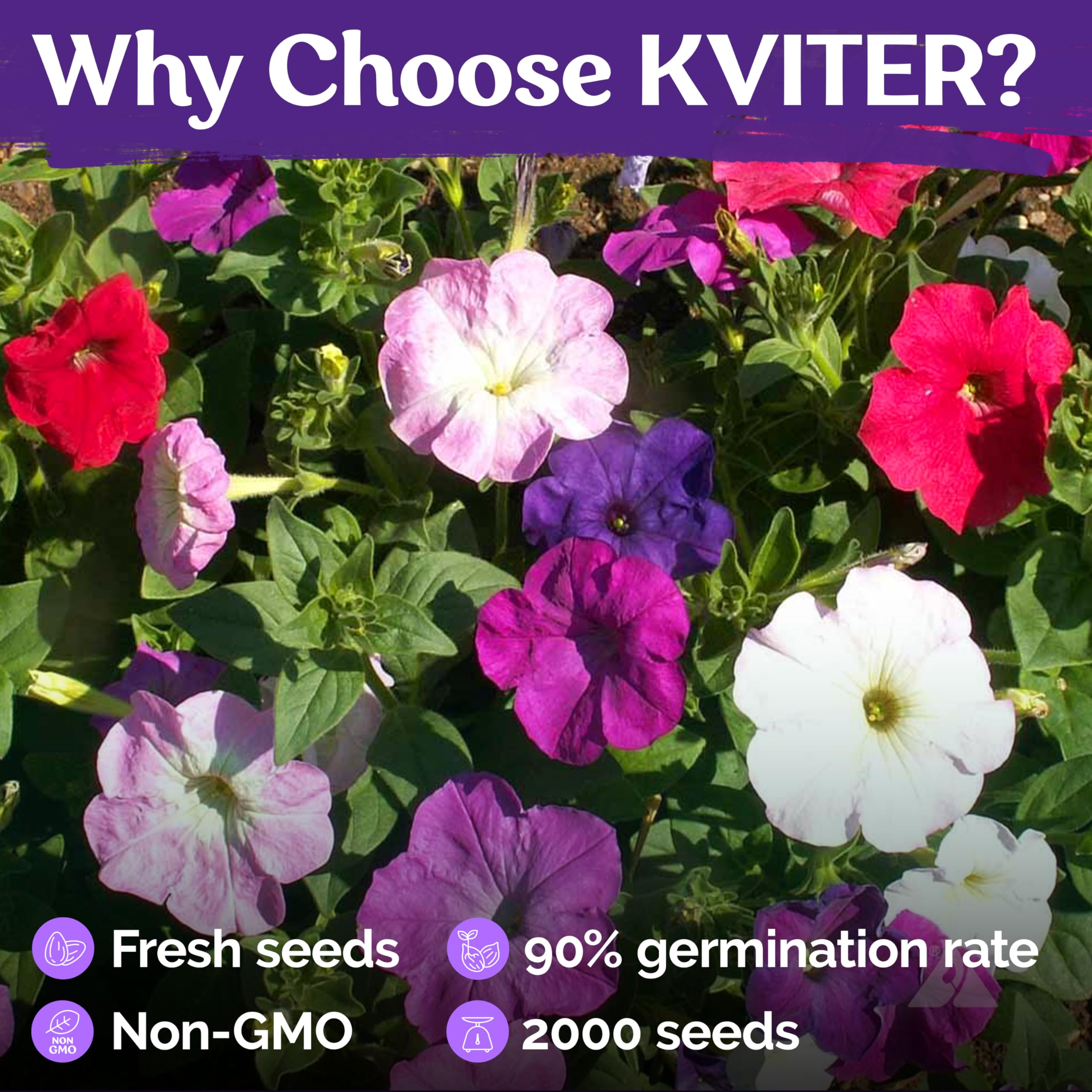 KVITER petunia hanging basket display adds lush color and ease