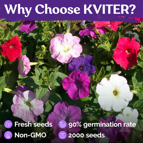 KVITER petunia hanging basket display adds lush color and ease