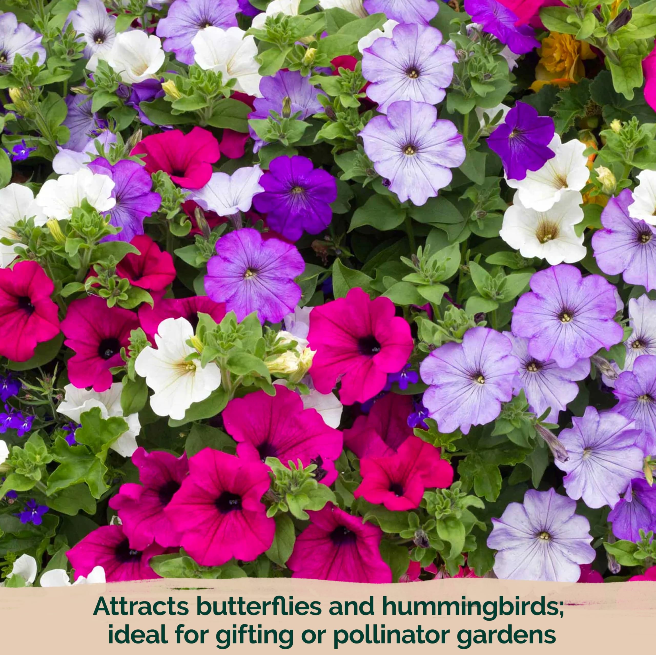KVITER petunia garden attracts hummingbirds and butterflies for pollinator-friendly spaces