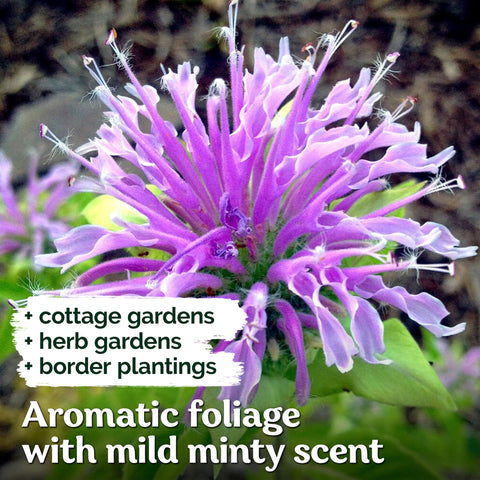 KVITER pink-purple beebalm blooms enhancing border color and summer interest.