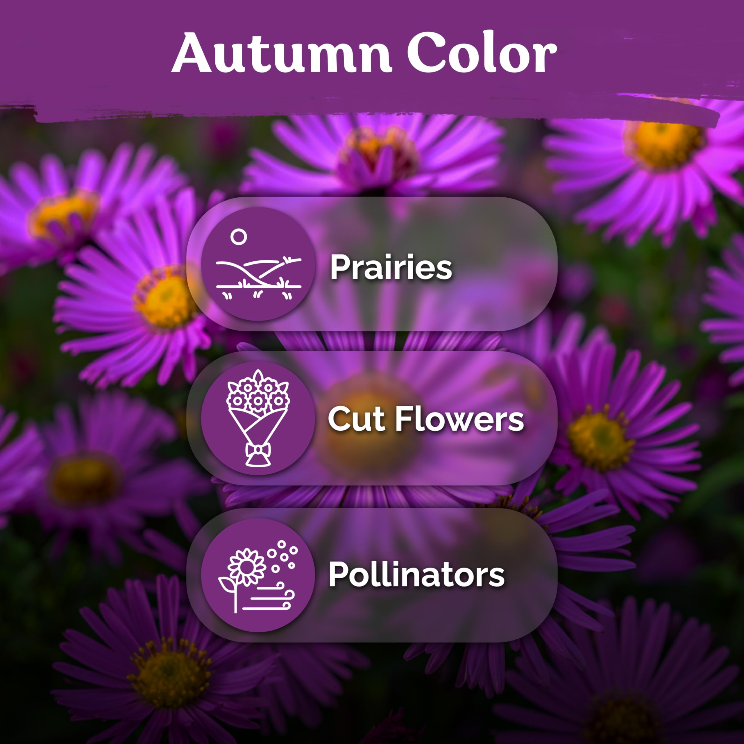 Pollinator magnet with bees and butterflies attracted by purple blooms