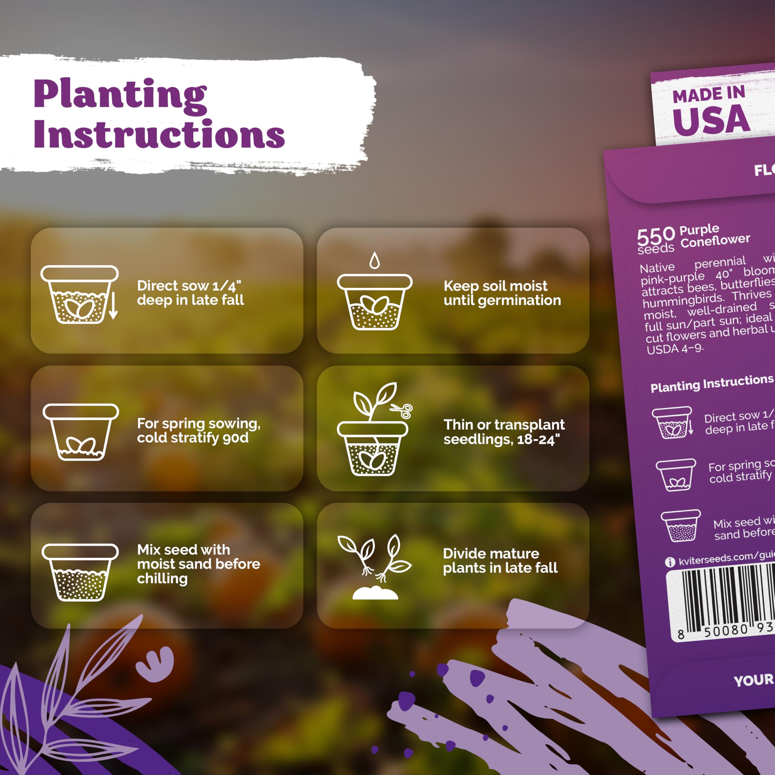 KVITER purple coneflower plants thriving as hardy perennials in zones 4–9.