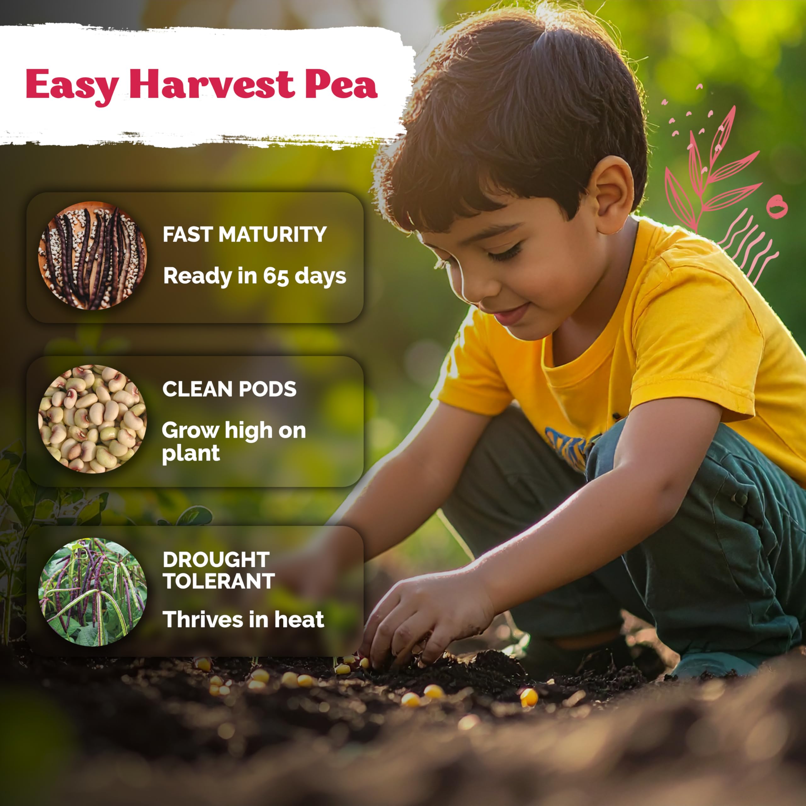 KVITER Purple hull peas plants in full sun to illustrate robust vines