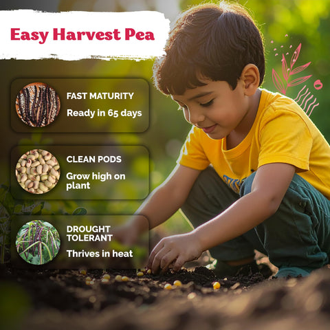 KVITER Purple hull peas plants in full sun to illustrate robust vines