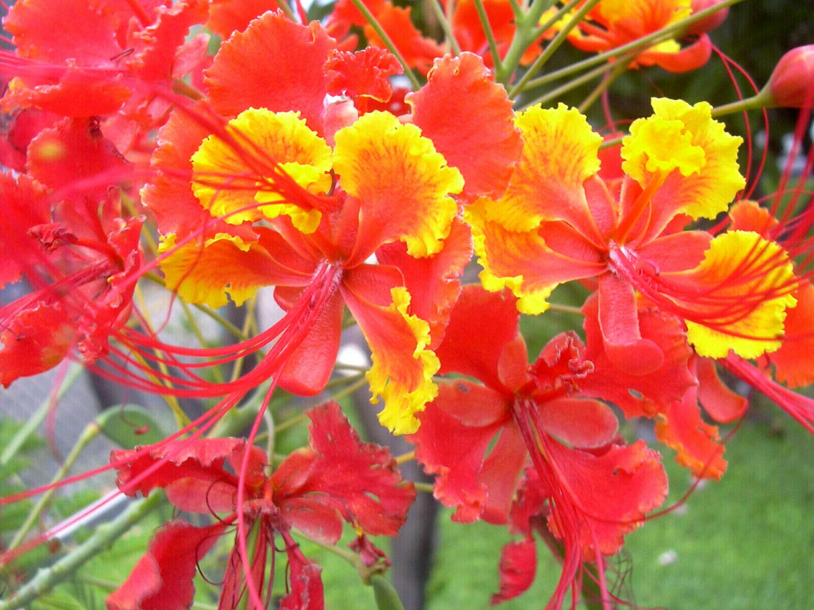 KVITER Red Bird of Paradise seeds closeup for vibrant border color.