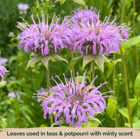 KVITER self-seeding rhizomes form lush meadow mats in cottage gardens.