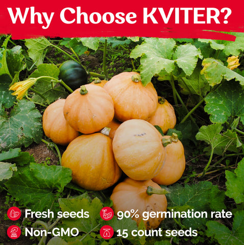 KVITER Seminole pumpkin seedlings receiving regular watering for steady growth