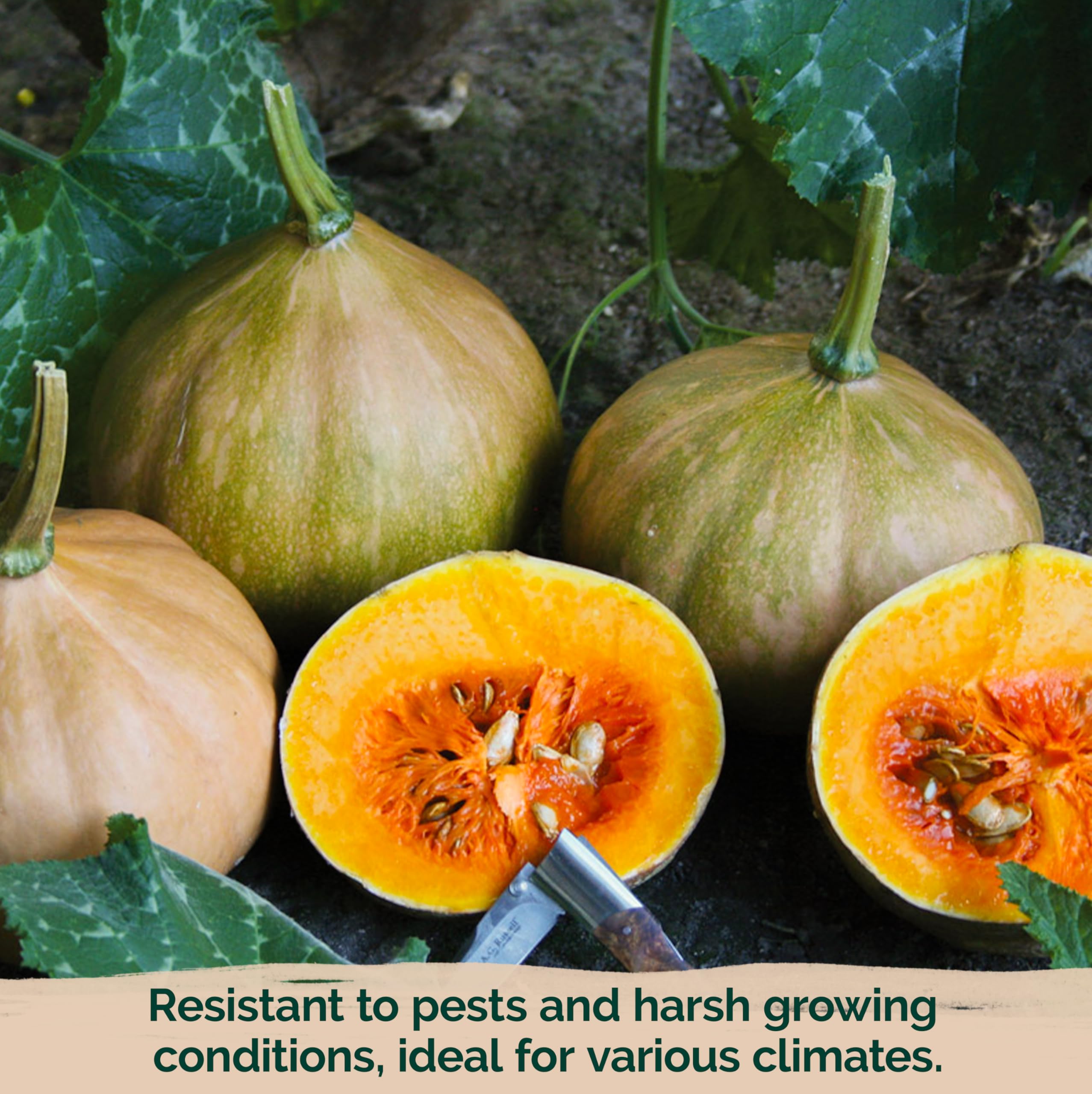 KVITER Seminole pumpkins showing resilience against mildew and vine borers in the garden