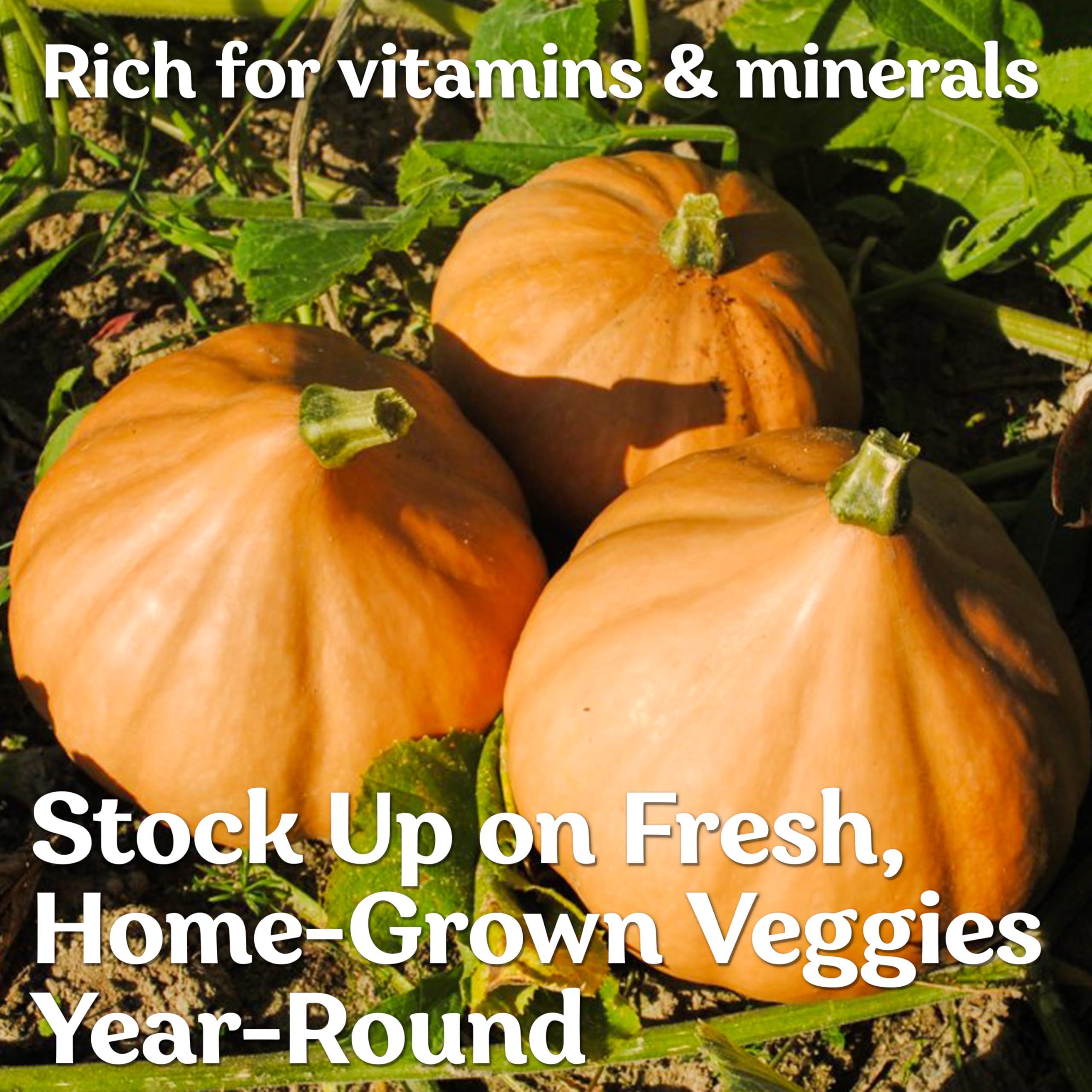 KVITER Seminole pumpkins forming small decorative fruits for garden displays