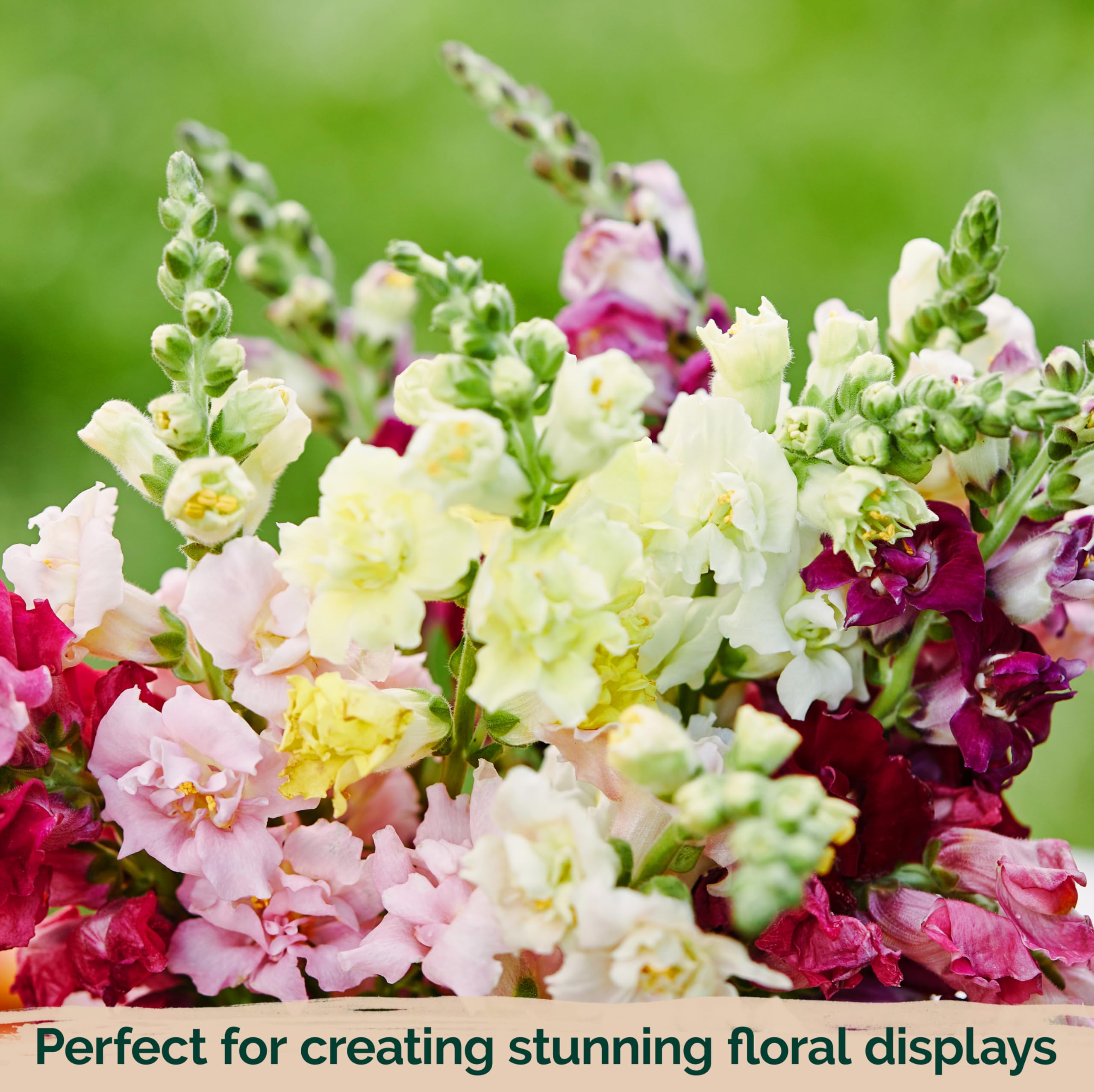 KVITER snapdragon thrives in outdoor beds and container gardens.