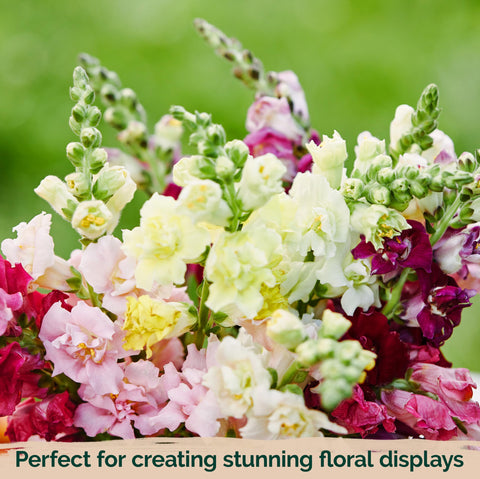 KVITER snapdragon thrives in outdoor beds and container gardens.