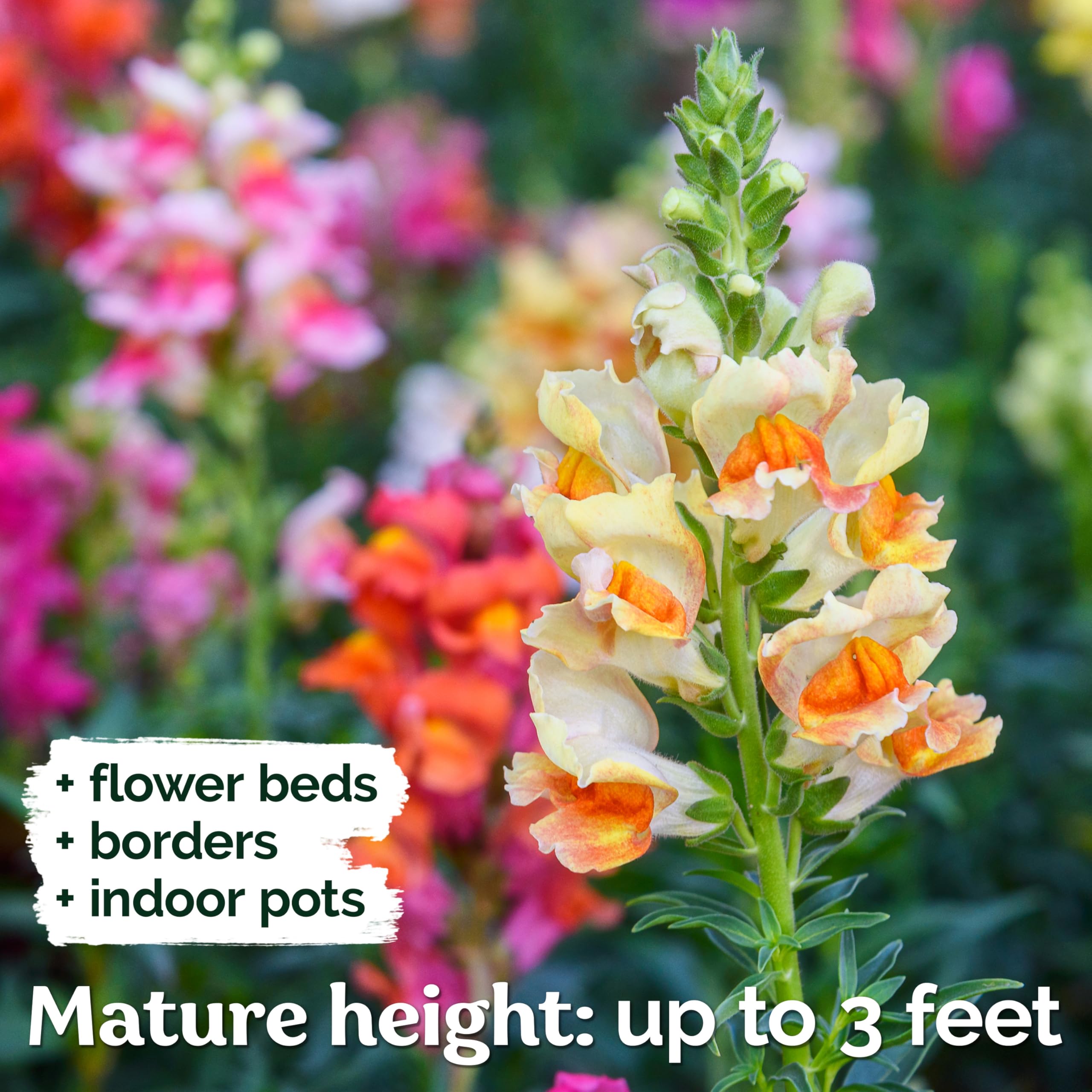 KVITER snapdragon attracts bees and butterflies for pollinator-friendly spaces.