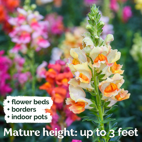 KVITER snapdragon attracts bees and butterflies for pollinator-friendly spaces.