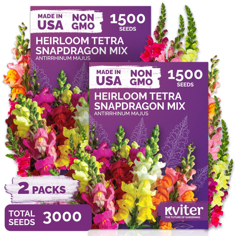 KVITER snapdragon tetra mix color bloom brightens garden beds for year-round color.