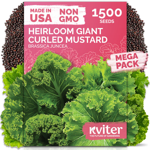 KVITER Southern Giant Curly Mustard Seeds pack for home gardening and high germination potential.