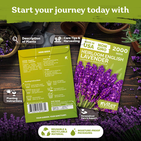 KVITER sowing lavender seeds for reliable germination in containers or beds