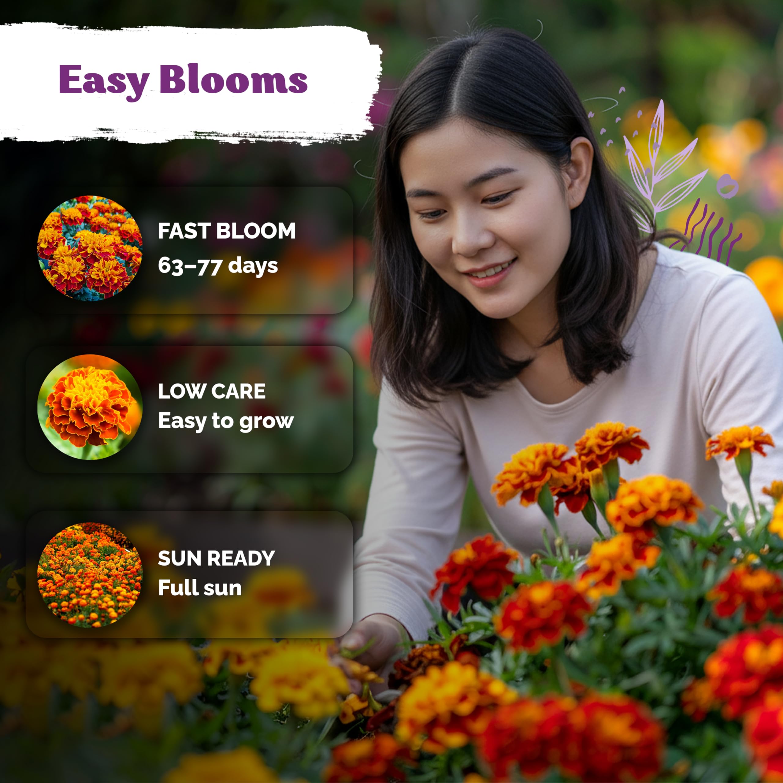 KVITER Sparky Mix compact French marigolds along a neat border.
