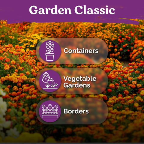 KVITER Sparky Mix plants add long-season color to beds.