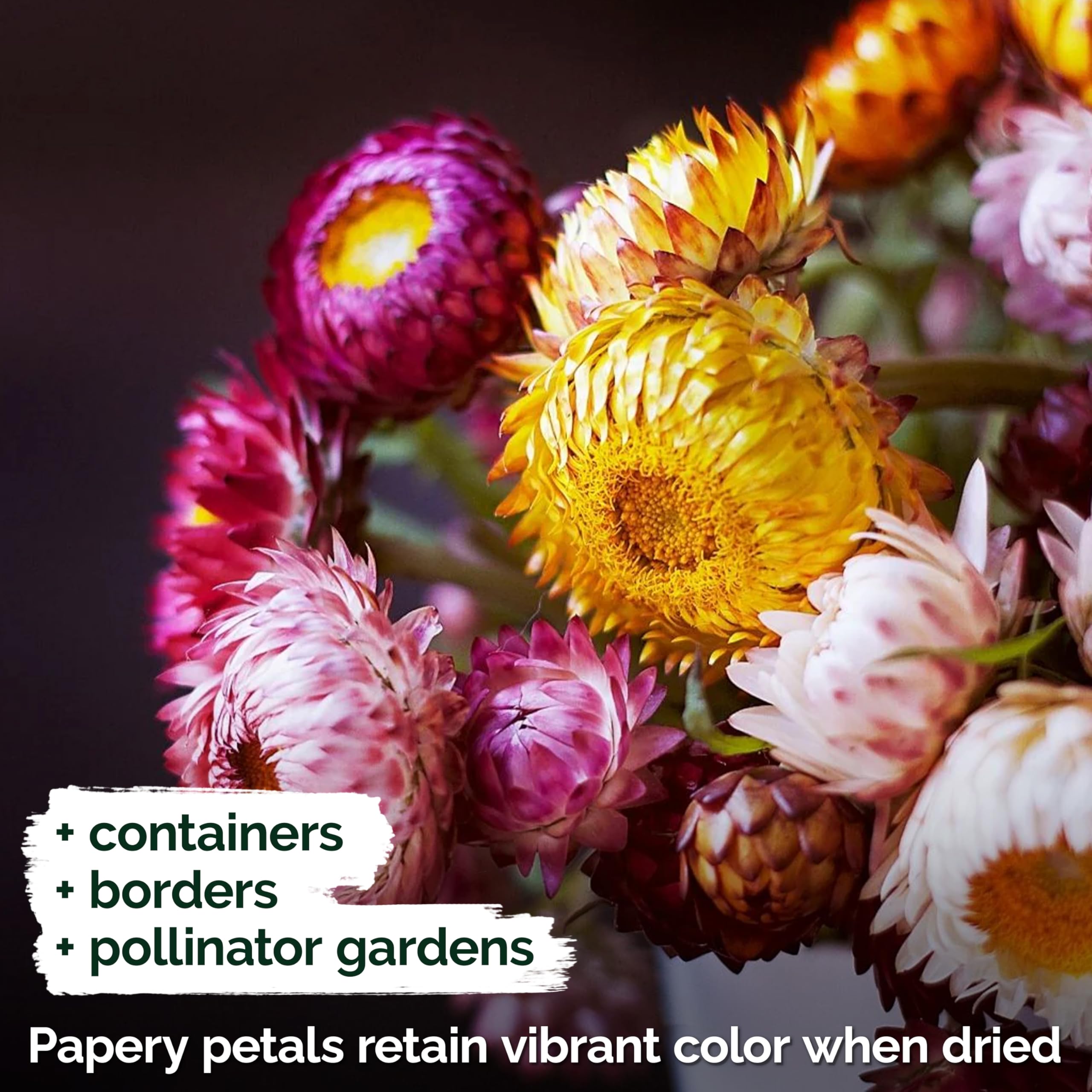 KVITER strawflowers brightening borders and attracting pollinators in outdoor beds.