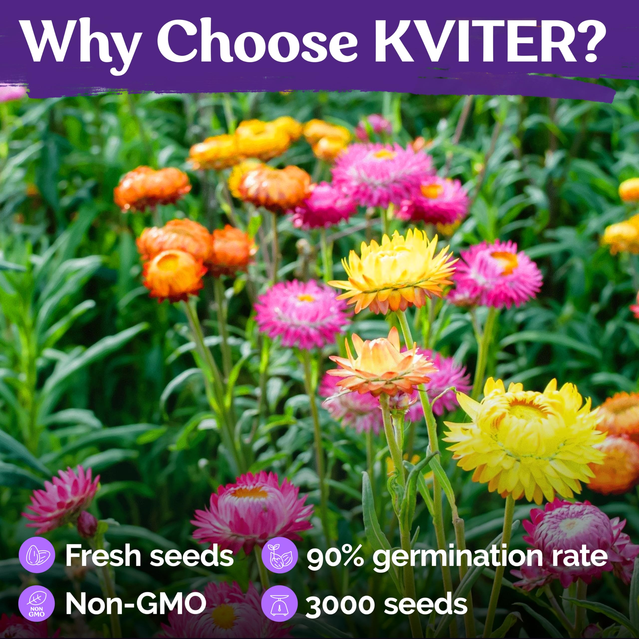 KVITER seeds germinating in 8-10 days under warm indoor conditions.