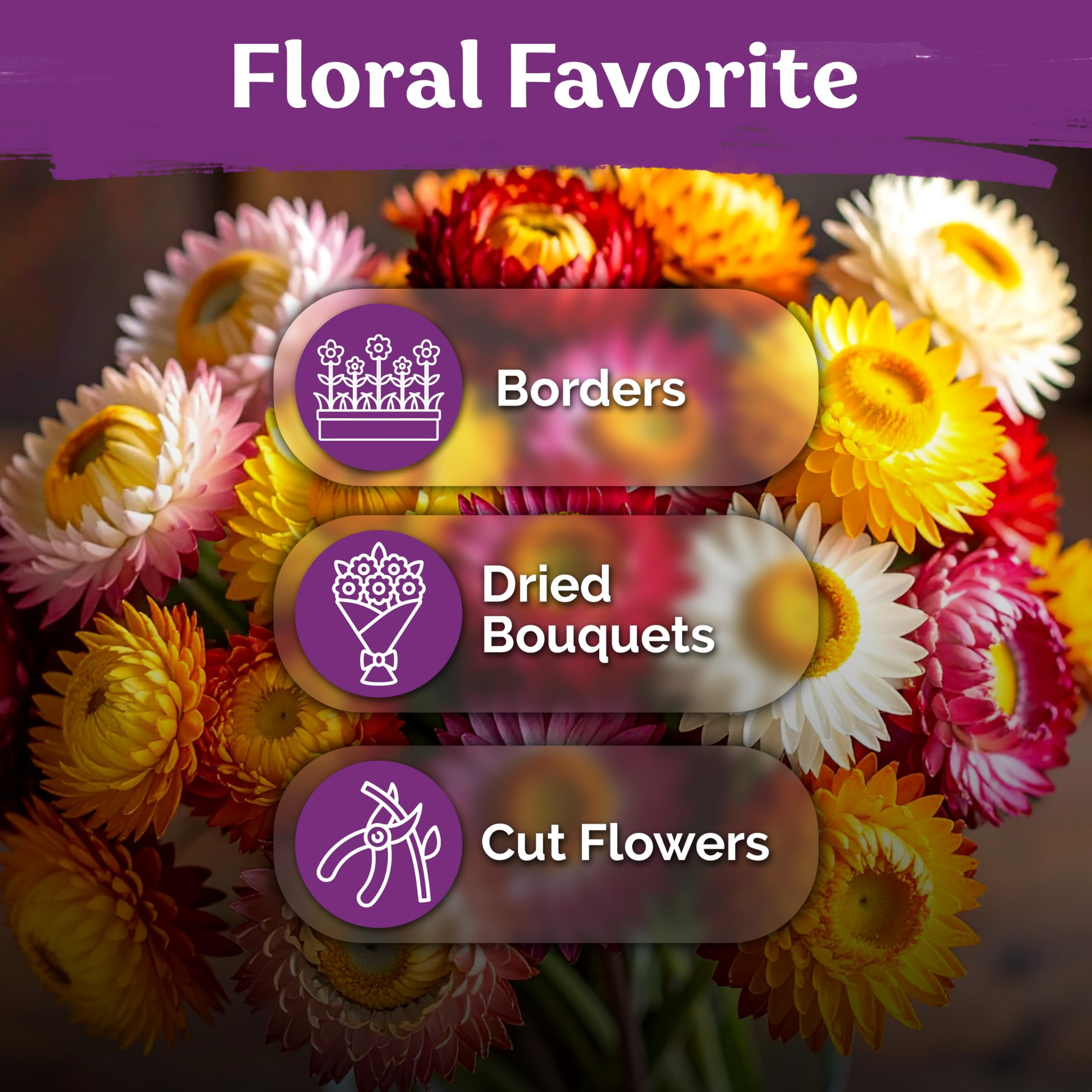 KVITER strawflower seeds germinate in 8–10 days in warm soil.