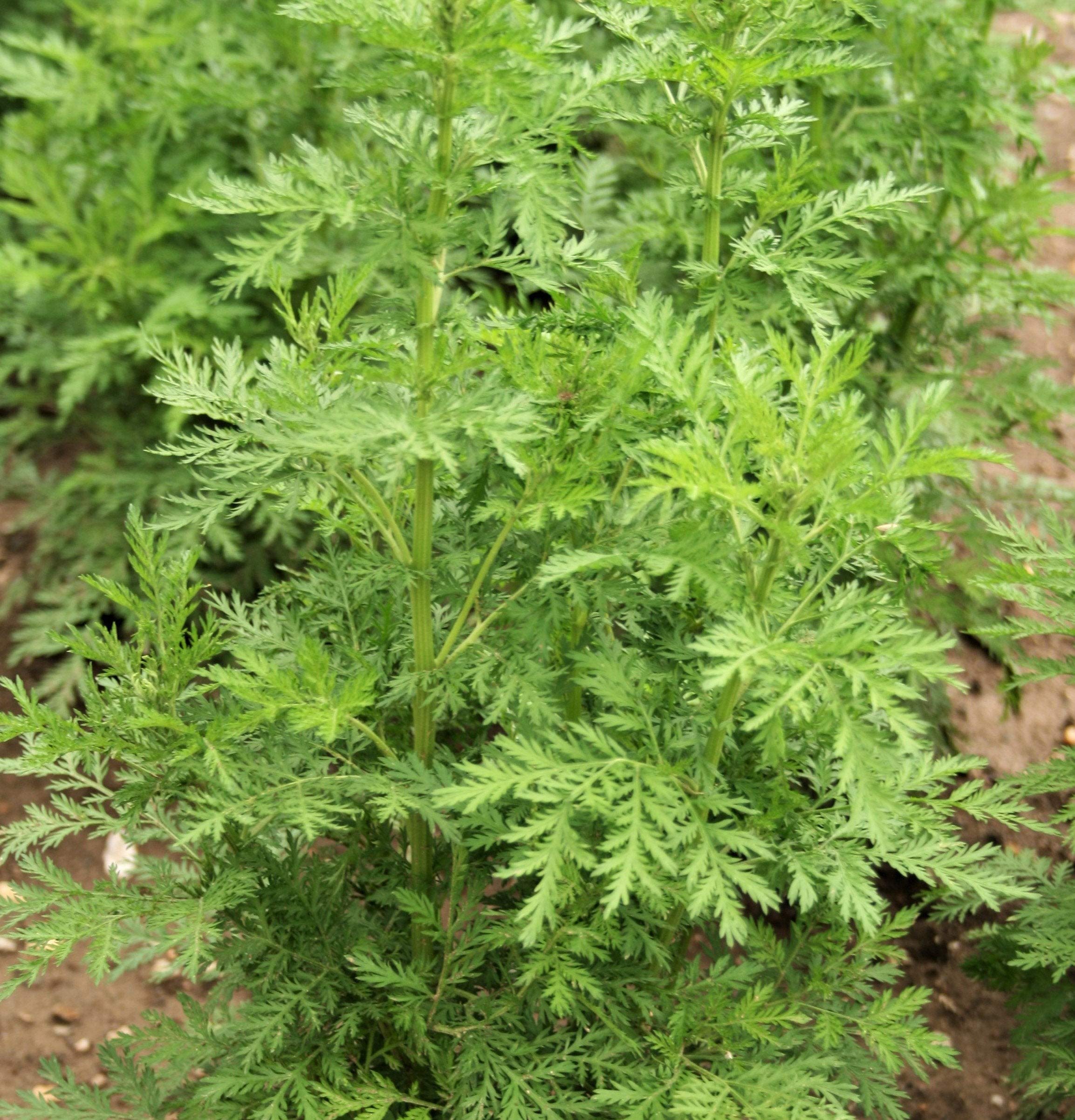 KVITER Sweet Wormwood seeds in a packet for organic herb gardens and late-summer harvest.