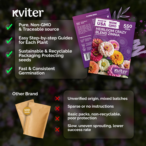 KVITER tall zinnia stems reach 3–3.5 ft for dramatic yard displays.