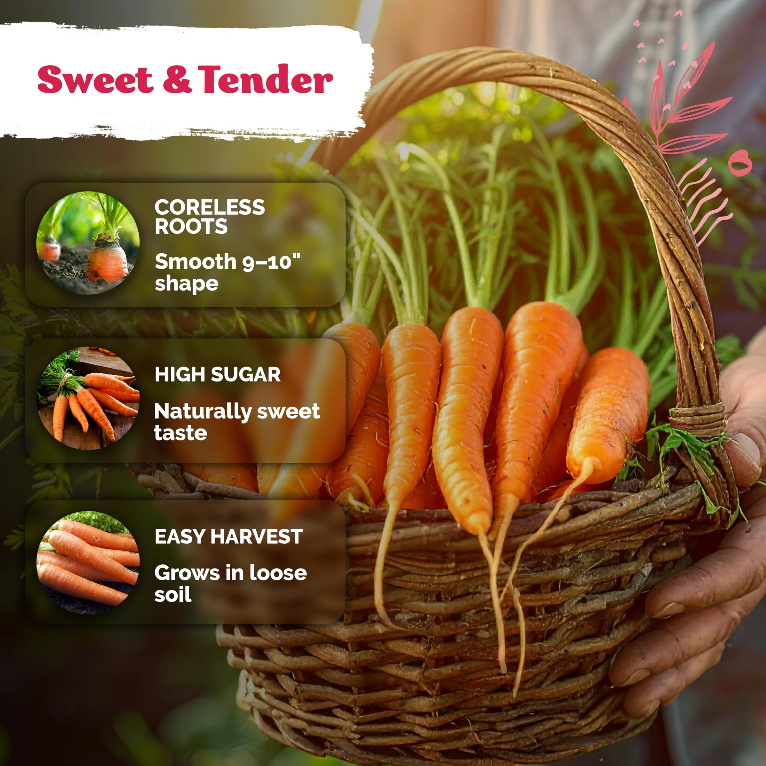 KVITER TenderSweet carrots growing in loose soil for long straight orange roots