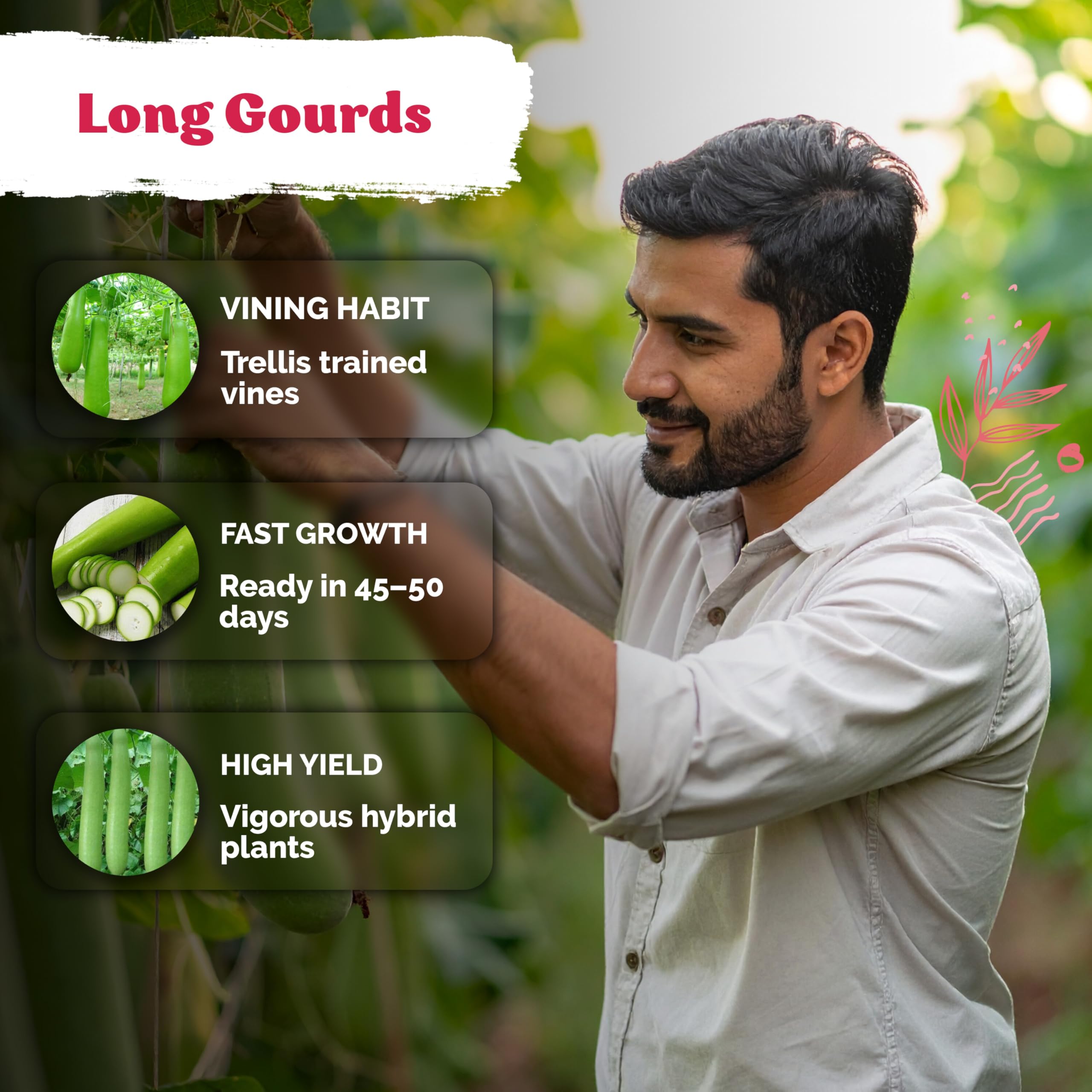 KVITER upo india hybrid trellis image demonstrates straight fruits and air circulation.