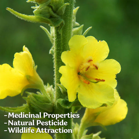KVITER US-grown heirloom seeds packaging supports organic garden planning.