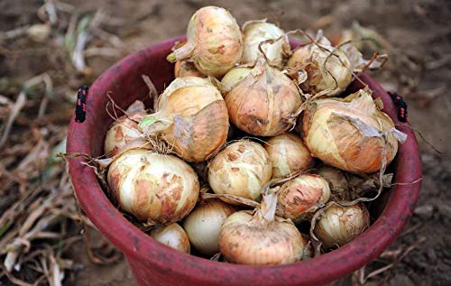 KVITER Vidalia sweet onion seeds closeup showing small viable seeds for reliable germination.