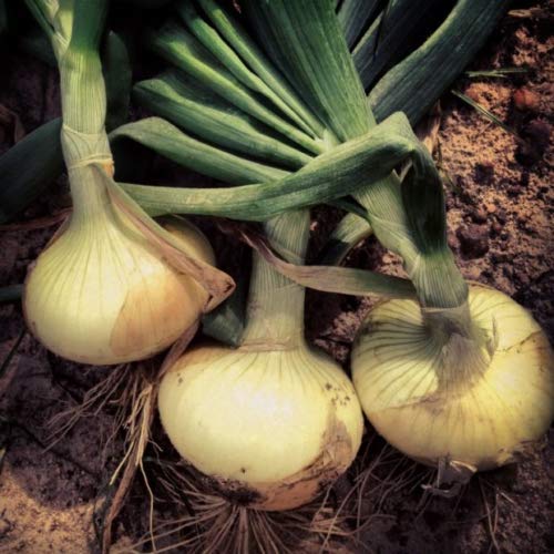KVITER Vidalia sweet onion seeds garden bed ready for transplanting and spring or fall sowing.