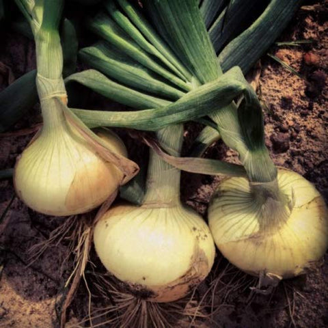 KVITER Vidalia sweet onion seeds garden bed ready for transplanting and spring or fall sowing.