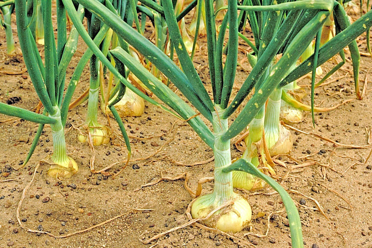 KVITER Vidalia sweet onion seeds pack – ready for fall planting and a large harvest.