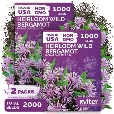 KVITER wild bergamot seeds ready for outdoor planting and pollinator-friendly beds.