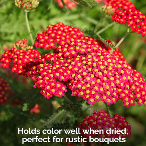 KVITER Yarrow grown in containers offers easy-care, color, and aroma.