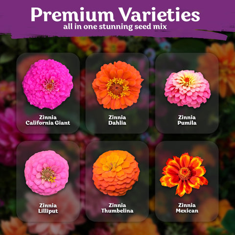 KVITER zinnia double blooms on sturdy stems perfect for bouquets.