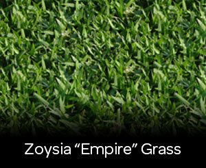 KVITER Zoysia seeds – early germination close-up, hinting at even coverage and a drought-tolerant lawn.