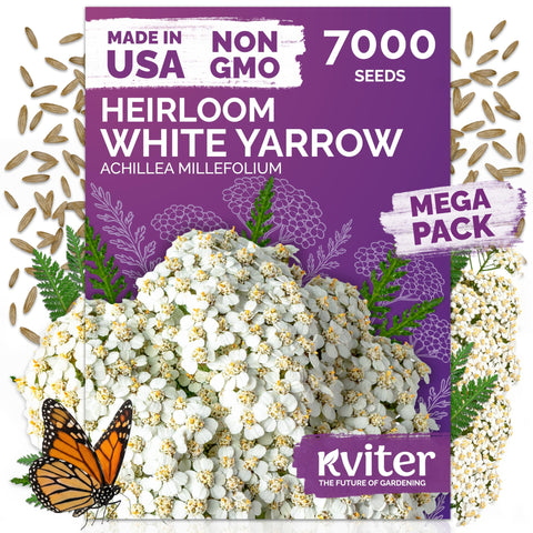KVITER 7000 White Yarrow seeds pack for outdoor planting and heirloom growth.