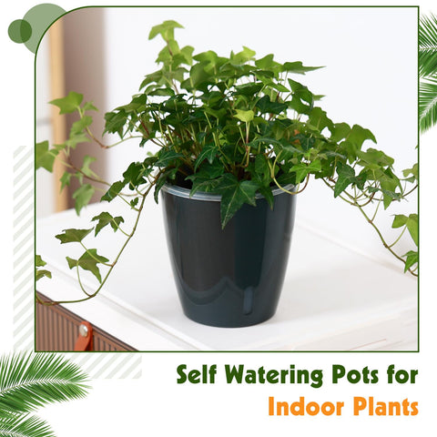 KvyusFlourish African violet pot supports healthy growth with self-watering.